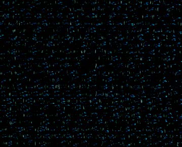 dingo-39.jpg